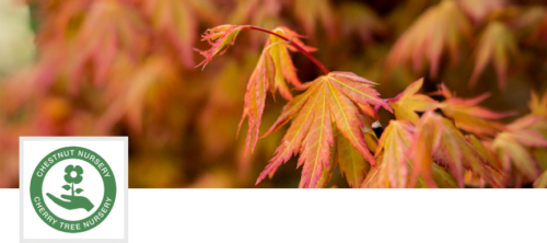 Chestnut Plant Nursery