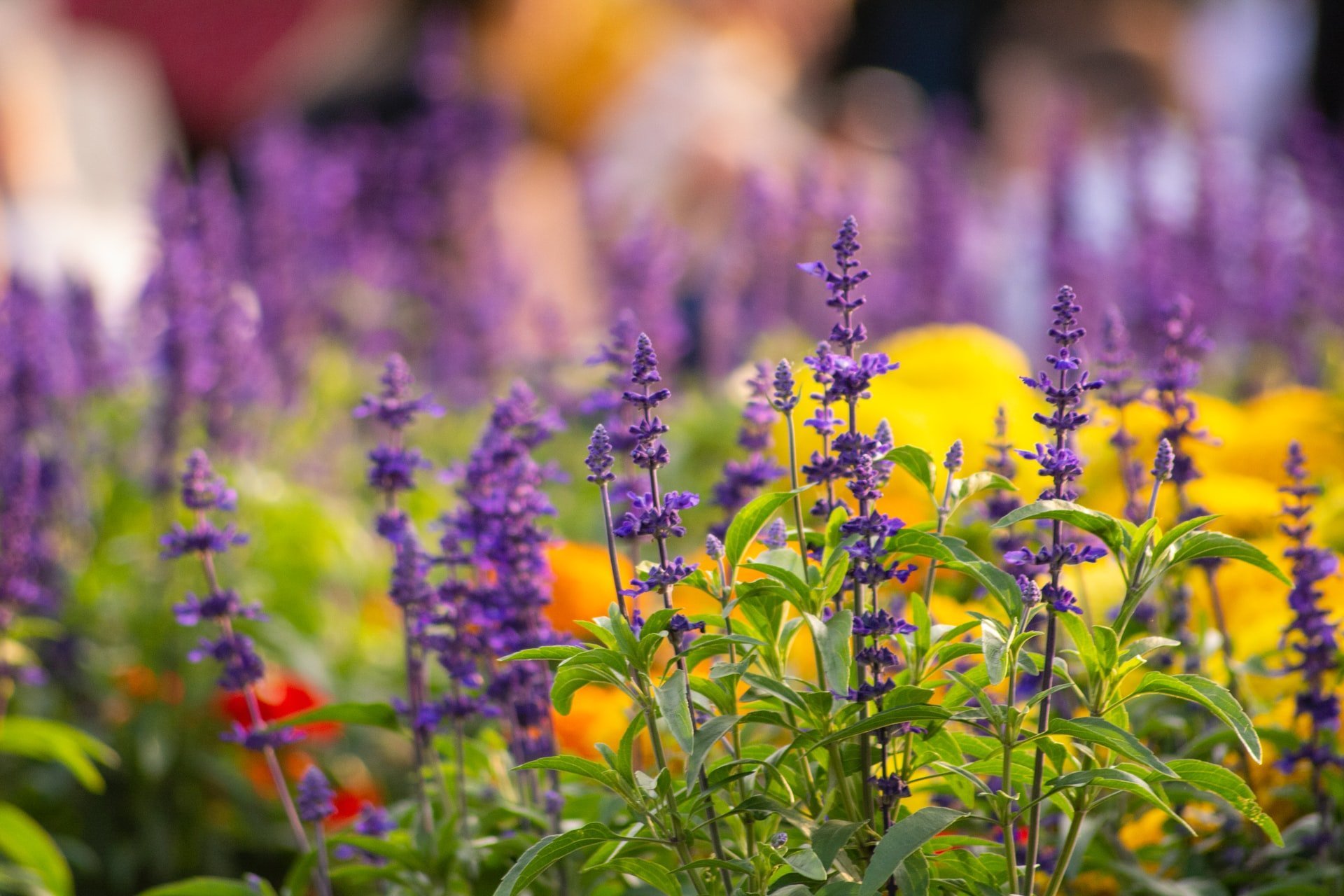 Haskins Garden Centre - Poole & Bournemouth Directory